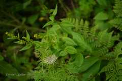 Solidago virga-aurea